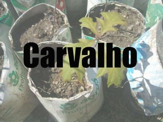 Carvalho