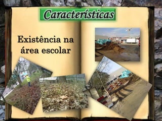 CaracterísticasExistência na área escolar