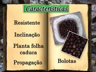 CaracterísticasResistenteInclinaçãoPlanta folha caducaBolotasPropagação