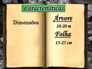 CaracterísticasÁrvoreDimensões10-20 mFolha15-25 cm