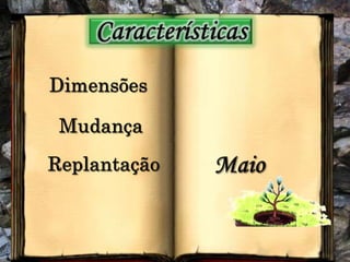 CaracterísticasDimensõesMudançaReplantaçãoMaio