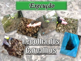 ExecuçãoRecolha dos Carvalhos