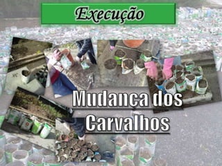 ExecuçãoMudança dos Carvalhos