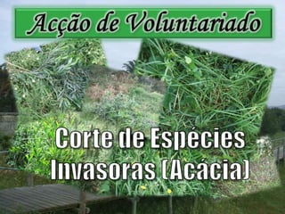Acção de VoluntariadoCorte de Espécies Invasoras (Acácia)