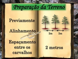 Preparação da TerrenoPreviamenteAlinhamento2m2mEspaçamento entre os carvalhos2 metros