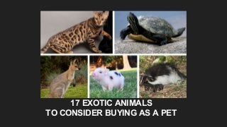 17 EXOTIC ANIMALS
TO CONSIDER BUYING AS A PET
 