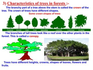 Canopy Tree Part 171forestsourlifeline.ppt