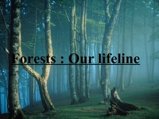 Forests : Our lifeline
 