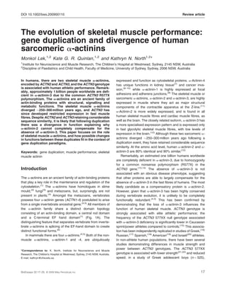 DOI 10.1002/bies.200900110                                                                                                   Review article




The evolution of skeletal muscle performance:
gene duplication and divergence of human
sarcomeric a-actinins
Monkol Lek,1,2 Kate G. R. Quinlan,1,2 and Kathryn N. North1,2*
1
    Institute for Neuroscience and Muscle Research, The Children’s Hospital at Westmead, Sydney, 2145 NSW, Australia
2
    Discipline of Paediatrics and Child Health, Faculty of Medicine, University of Sydney, Sydney, 2006 NSW, Australia


In humans, there are two skeletal muscle a-actinins,                          expressed and function as cytoskeletal proteins. a-Actinin-4
encoded by ACTN2 and ACTN3, and the ACTN3 genotype                            has unique functions in kidney tissue(7) and cancer inva-
is associated with human athletic performance. Remark-                        sion,(8–10) while a-actinin-1 is highly expressed at focal
ably, approximately 1 billion people worldwide are deﬁ-
cient in a-actinin-3 due to the common ACTN3 R577X                            adhesions and adherens junctions.(8) The skeletal muscle or
polymorphism. The a-actinins are an ancient family of                         sarcomeric a-actinins, a-actinin-2 and a-actinin-3, are highly
actin-binding proteins with structural, signalling and                        expressed in muscle where they act as major structural
metabolic functions. The skeletal muscle a-actinins                           components of the contractile apparatus at the Z-line.(11)
diverged 250–300 million years ago, and ACTN3 has                            a-Actinin-2 is more widely expressed, and is found in all
since developed restricted expression in fast muscle
ﬁbres. Despite ACTN2 and ACTN3 retaining considerable                         human skeletal muscle ﬁbres and cardiac muscle ﬁbres, as
sequence similarity, it is likely that following duplication                  well as the brain. The closely related isoform, a-actinin-3 has
there was a divergence in function explaining why                             a more specialised expression pattern and is expressed only
a-actinin-2 cannot completely compensate for the                              in fast glycolytic skeletal muscle ﬁbres, with low levels of
absence of a-actinin-3. This paper focuses on the role                        expression in the brain.(12) Although these two sarcomeric a-
of skeletal muscle a-actinins, and how possible changes
in functions between these duplicates ﬁt in the context of                    actinins diverged 250–300 million years ago following a
gene duplication paradigms.                                                   duplication event, they have retained considerable sequence
                                                                              similarity. At the amino acid level, human a-actinin-2 and a-
Keywords: gene duplication; muscle performance; skeletal                      actinin-3 are 80% identical and 90% similar.(12)
muscle actinin                                                                    Remarkably, an estimated one billion humans worldwide
                                                                              are completely deﬁcient in a-actinin-3, due to homozygosity
                                                                              for a common nonsense polymorphism (R577X) in the
Introduction                                                                  ACTN3 gene.(13,14) The absence of a-actinin-3 is not
                                                                              associated with an obvious disease phenotype, suggesting
The a-actinins are an ancient family of actin-binding proteins                that other proteins are able to largely compensate for the
that play a key role in the maintenance and regulation of the                 absence of a-actinin-3 in the fast ﬁbres of humans. The most
cytoskeleton.(1) The a-actinins have homologues in slime                      likely candidate as a compensatory protein is a-actinin-2.
mould,(2) fungi(3) and metazoans, but, surprisingly, are not                  However, given that a-actinin-3 has been highly conserved
present in plants.(4) Amongst the metazoans, vertebrates                      during vertebrate evolution, it is unlikely to be completely
possess four a-actinin genes (ACTN1-4) postulated to arise                    functionally redundant.(4,5) This has been conﬁrmed by
from a single invertebrate ancestral gene.(4,5) All members of                demonstrating that the loss of a-actinin-3 inﬂuences the
the a-actinin family share a distinct domain topology                         function of human skeletal muscle. ACTN3 genotype is
consisting of an actin-binding domain, a central rod domain                   strongly associated with elite athletic performance; the
and a C-terminal EF hand domain(1) (Fig. 1A). The                             frequency of the ACTN3 577XX null genotype associated
distinguishing feature that separates vertebrate from inverte-                with a-actinin-3 deﬁciency is signiﬁcantly lower in Caucasian
brate a-actinins is splicing of the EF-hand domain to create                  sprint/power athletes compared to controls.(15) This associa-
distinct functional forms.(6)                                                 tion has been independently replicated in studies of Greek,(16)
   In mammals there are four a-actinins.(4,5) Both of the non-                Russian,(17) Spanish,(18) American(19) and Israeli(20) athletes.
muscle a-actinins, a-actinin-1 and -4, are ubiquitously                       In non-athlete human populations, there have been several
                                                                              studies demonstrating differences in muscle strength and
                                                                              power between ACTN3 genotypes. The ACTN3 577XX
*Correspondence to: K. North, Institute for Neuroscience and Muscle
Research, The Children’s Hospital at Westmead, Sydney, 2145 NSW, Australia.   genotype is associated with lower strength(21,22) and reduced
E-mail: kathryn@chw.edu.au                                                    speed; in a study of Greek adolescent boys (n ¼ 525),



BioEssays 32:17–25, ß 2009 Wiley Periodicals, Inc.                                                                                         17
 