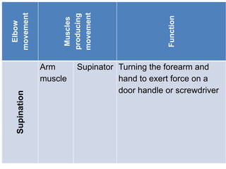 Elbow
movement
Muscles
producing
movement
Function
Supination
Arm
muscle
Supinator Turning the forearm and
hand to exert force on a
door handle or screwdriver
 