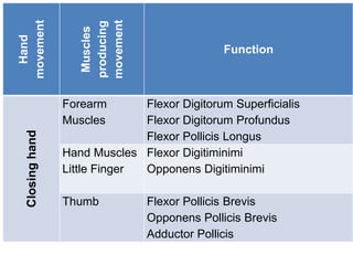 Hand
movement
Muscles
producing
movement
Function
Closing
hand
Forearm
Muscles
Flexor Digitorum Superficialis
Flexor Digitorum Profundus
Flexor Pollicis Longus
Hand Muscles
Little Finger
Flexor Digitiminimi
Opponens Digitiminimi
Thumb Flexor Pollicis Brevis
Opponens Pollicis Brevis
Adductor Pollicis
 