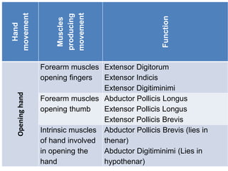 Hand
movement
Muscles
producing
movement
Function
Opening
hand
Forearm muscles
opening fingers
Extensor Digitorum
Extensor Indicis
Extensor Digitiminimi
Forearm muscles
opening thumb
Abductor Pollicis Longus
Extensor Pollicis Longus
Extensor Pollicis Brevis
Intrinsic muscles
of hand involved
in opening the
hand
Abductor Pollicis Brevis (lies in
thenar)
Abductor Digitiminimi (Lies in
hypothenar)
 