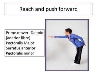 Reach and push forward
Prime mover- Deltoid
(anerior fibre)
Pectoralis Major
Serratus anterior
Pectoralis minor
 