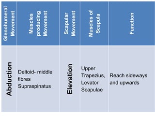 Glenohumeral
Movement
Muscles
producing
Movement
Scapular
Movement
Muscles
of
Scapula
Function
Abduction
Deltoid- middle
fibres
Supraspinatus
Elevation Upper
Trapezius,
Levator
Scapulae
Reach sideways
and upwards
 