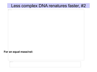 Less complex DNA renatures faster, #2
For an equal mass/vol:
 