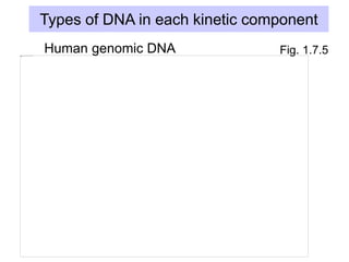 Types of DNA in each kinetic component
Fig. 1.7.5
Human genomic DNA
 