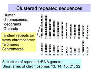 Clustered repeated sequences
Human
chromosomes,
ideograms
G-bands
Tandem repeats on
every chromosome:
Telomeres
Centromeres
5 clusters of repeated rRNA genes:
Short arms of chromosomes 13, 14, 15, 21, 22
 