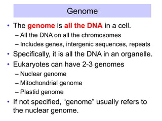 Genome
• The genome is all the DNA in a cell.
– All the DNA on all the chromosomes
– Includes genes, intergenic sequences, repeats
• Specifically, it is all the DNA in an organelle.
• Eukaryotes can have 2-3 genomes
– Nuclear genome
– Mitochondrial genome
– Plastid genome
• If not specified, “genome” usually refers to
the nuclear genome.
 