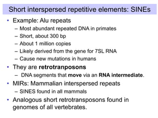 Short interspersed repetitive elements: SINEs
• Example: Alu repeats
– Most abundant repeated DNA in primates
– Short, about 300 bp
– About 1 million copies
– Likely derived from the gene for 7SL RNA
– Cause new mutations in humans
• They are retrotranposons
– DNA segments that move via an RNA intermediate.
• MIRs: Mammalian interspersed repeats
– SINES found in all mammals
• Analogous short retrotransposons found in
genomes of all vertebrates.
 
