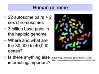 Human genome
• 22 autosome pairs + 2
sex chromosomes
• 3 billion base pairs in
the haploid genome
• Where and what are
the 30,000 to 40,000
genes?
• Is there anything else
interesting/important?
From NCBI web site, photo from T. Ried,
Natl Human Genome Research Institute, NIH
 