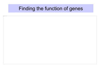 Finding the function of genes
 