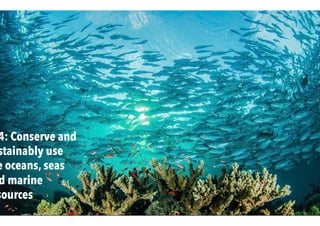 4: Conserve and
stainably use
e oceans, seas
d marine
sources
 