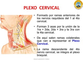 PLEXO CERVICAL
DAVID SUMERENTE TORRES
• Formado por ramas anteriores de
los nervios raquídeos del 1 al 4to
cervical.
• Forman 3 asas por la unión de la
1ra + 2da, 2da + 3ra y la 3ra con
la 4ta cervical.
• De aquí salen ramas colaterales
que van a representar el Plexo
Cervical.
• La rama descendente del 4to
nervio cervical, se integra al plexo
braquial.
 