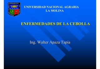 Ing. Walter
Ing. Walter Apaza
Apaza Tapia
Tapia
ENFERMEDADES DE LA CEBOLLA
ENFERMEDADES DE LA CEBOLLA
UNIVERSIDAD NACIONAL AGRARIA
LA MOLINA
 