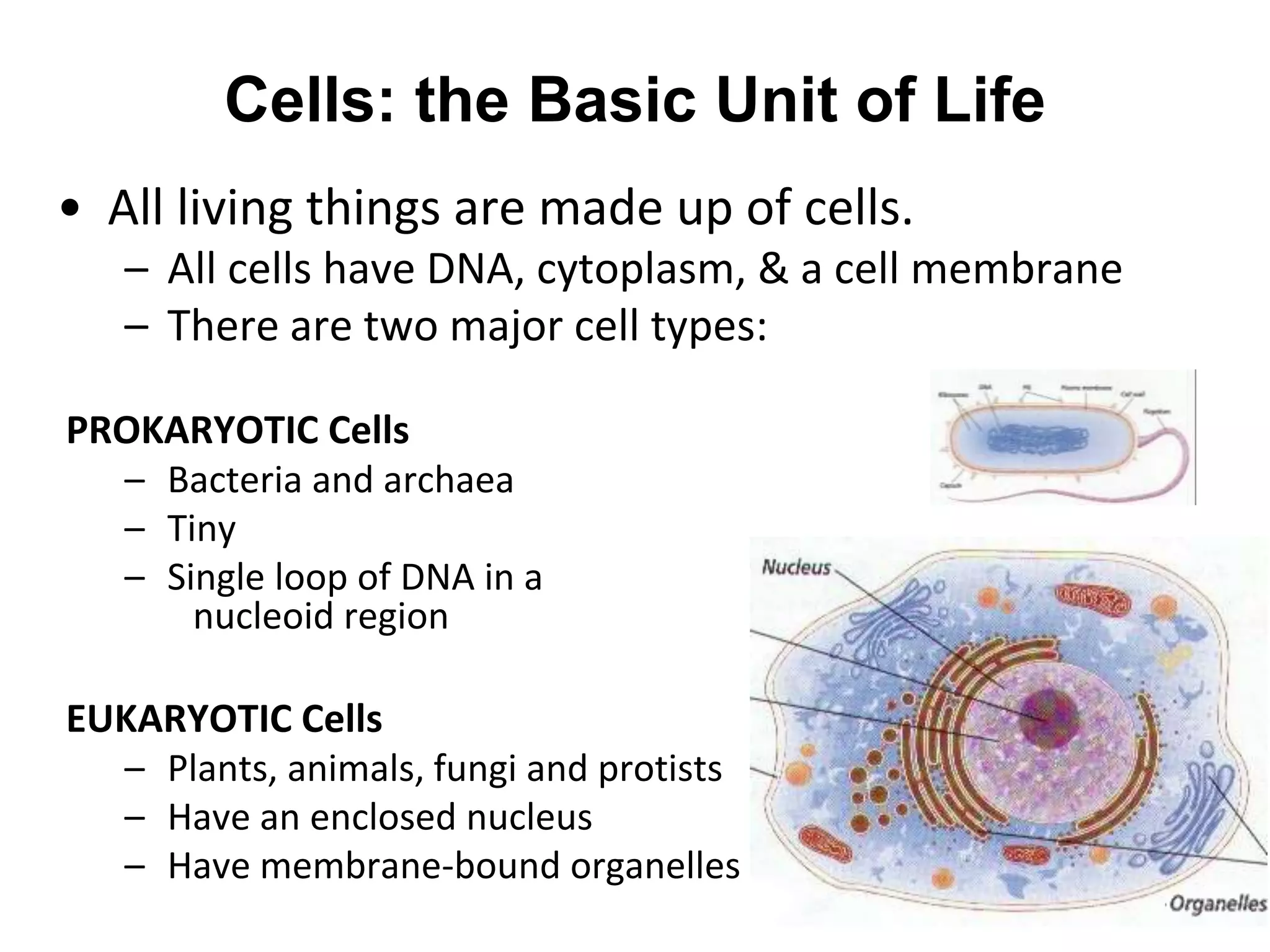 • All living things are made up of cells.
– All cells have DNA, cytoplasm, & a cell membrane
– There are two major cell types:
PROKARYOTIC Cells
– Bacteria and archaea
– Tiny
– Single loop of DNA in a
nucleoid region
EUKARYOTIC Cells
– Plants, animals, fungi and protists
– Have an enclosed nucleus
– Have membrane-bound organelles
Cells: the Basic Unit of Life
 
