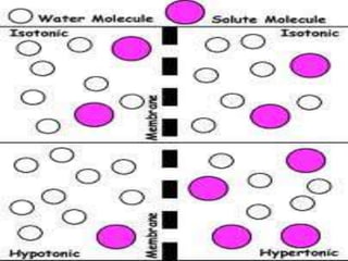 Isotonic solution and application in pharmacy slideshare | PPTX