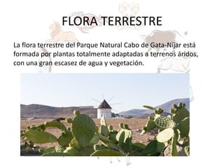 FLORA TERRESTRE
La flora terrestre del Parque Natural Cabo de Gata-Níjar está
formada por plantas totalmente adaptadas a terrenos áridos,
con una gran escasez de agua y vegetación.
 