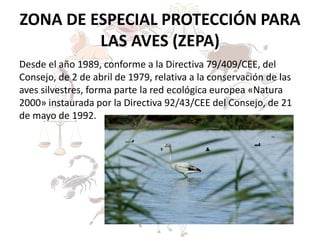 ZONA DE ESPECIAL PROTECCIÓN PARA
LAS AVES (ZEPA)
Desde el año 1989, conforme a la Directiva 79/409/CEE, del
Consejo, de 2 de abril de 1979, relativa a la conservación de las
aves silvestres, forma parte la red ecológica europea «Natura
2000» instaurada por la Directiva 92/43/CEE del Consejo, de 21
de mayo de 1992.
 
