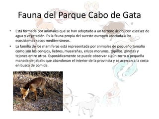 Fauna del Parque Cabo de Gata
• Está formada por animales que se han adaptado a un terreno árido, con escasez de
agua y vegetación. Es la fauna propia del sureste europeo asociada a los
ecosistemas secos mediterráneos.
• La familia de los mamíferos está representada por animales de pequeño tamaño
como son los conejos, liebres, musarañas, erizos morunos, topillos, ginetas y
tejones entre otros. Esporádicamente se puede observar algún zorro o pequeña
manada de jabalís que abandonan el interior de la provincia y se acercan a la costa
en busca de comida.
 