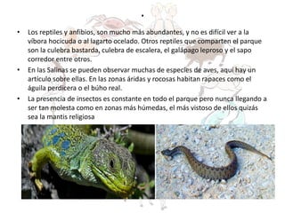 .
• Los reptiles y anfibios, son mucho más abundantes, y no es difícil ver a la
víbora hocicuda o al lagarto ocelado. Otros reptiles que comparten el parque
son la culebra bastarda, culebra de escalera, el galápago leproso y el sapo
corredor entre otros.
• En las Salinas se pueden observar muchas de especies de aves, aquí hay un
artículo sobre ellas. En las zonas áridas y rocosas habitan rapaces como el
águila perdicera o el búho real.
• La presencia de insectos es constante en todo el parque pero nunca llegando a
ser tan molesta como en zonas más húmedas, el más vistoso de ellos quizás
sea la mantis religiosa
 