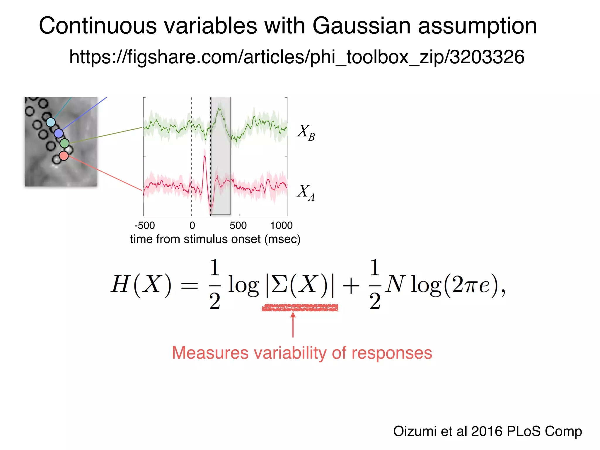 Entropy H of X (assuming Gaussian
distribution of X):
−500 0 500 1000
100
0
100
0
100
0
100
0
-500 0 500 1000
time from stimulus onset (msec)
XD
XC
XB
XA
Oizumi et al 2016 PLoS Comp
Continuous variables with Gaussian assumption
https://ﬁgshare.com/articles/phi_toolbox_zip/3203326
Measures variability of responses
 