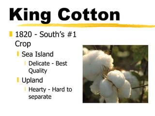 King Cotton 1820 - South’s #1 Crop Sea Island Delicate - Best Quality Upland Hearty - Hard to separate 
