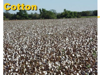 Cotton 