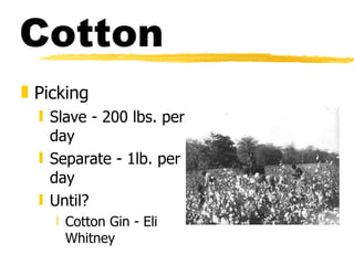 Cotton Picking Slave - 200 lbs. per day Separate - 1lb. per day Until? Cotton Gin - Eli Whitney 