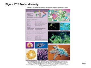 Evolution of Protists | PPT