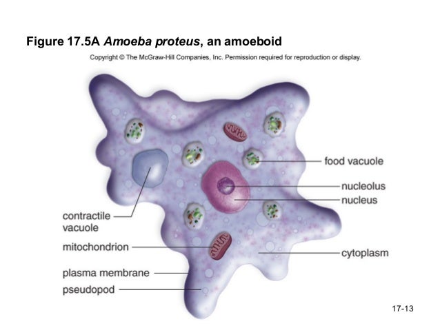 Evolution of Protists protists pseudopods diagram 