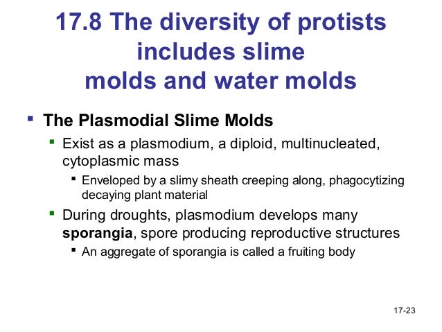 Evolution of Protists