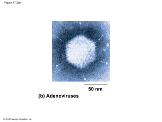 © 2014 Pearson Education, Inc.
Figure 17.2ab
(b) Adenoviruses
50 nm
 