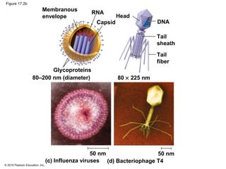 © 2014 Pearson Education, Inc.
Figure 17.2b
Membranous
envelope
RNA
Capsid
Head
DNA
Tail
sheath
Tail
fiber
80 × 225 nm80–200 nm (diameter)
(c) Influenza viruses
50 nm
(d) Bacteriophage T4
50 nm
Glycoproteins
 