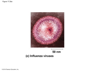 © 2014 Pearson Education, Inc.
Figure 17.2ba
(c) Influenza viruses
50 nm
 
