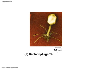 © 2014 Pearson Education, Inc.
Figure 17.2bb
(d) Bacteriophage T4
50 nm
 