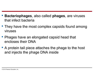 © 2014 Pearson Education, Inc.
 Bacteriophages, also called phages, are viruses
that infect bacteria
 They have the most complex capsids found among
viruses
 Phages have an elongated capsid head that
encloses their DNA
 A protein tail piece attaches the phage to the host
and injects the phage DNA inside
 