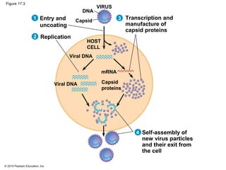 © 2014 Pearson Education, Inc.
Figure 17.3
VIRUS
Replication
Entry and
uncoating
DNA
Capsid
Transcription and
manufacture of
capsid proteins
HOST
CELL
Viral DNA
Viral DNA
mRNA
Capsid
proteins
1
2
3
4 Self-assembly of
new virus particles
and their exit from
the cell
 