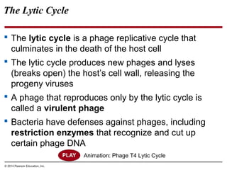 © 2014 Pearson Education, Inc.
The Lytic Cycle
 The lytic cycle is a phage replicative cycle that
culminates in the death of the host cell
 The lytic cycle produces new phages and lyses
(breaks open) the host’s cell wall, releasing the
progeny viruses
 A phage that reproduces only by the lytic cycle is
called a virulent phage
 Bacteria have defenses against phages, including
restriction enzymes that recognize and cut up
certain phage DNA
Animation: Phage T4 Lytic Cycle
 