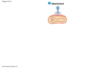 © 2014 Pearson Education, Inc.
Figure 17.4-1
Attachment1
 