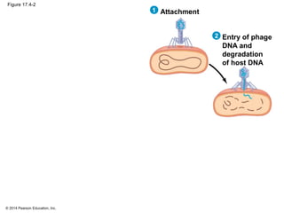 © 2014 Pearson Education, Inc.
Figure 17.4-2
Attachment1
Entry of phage
DNA and
degradation
of host DNA
2
 